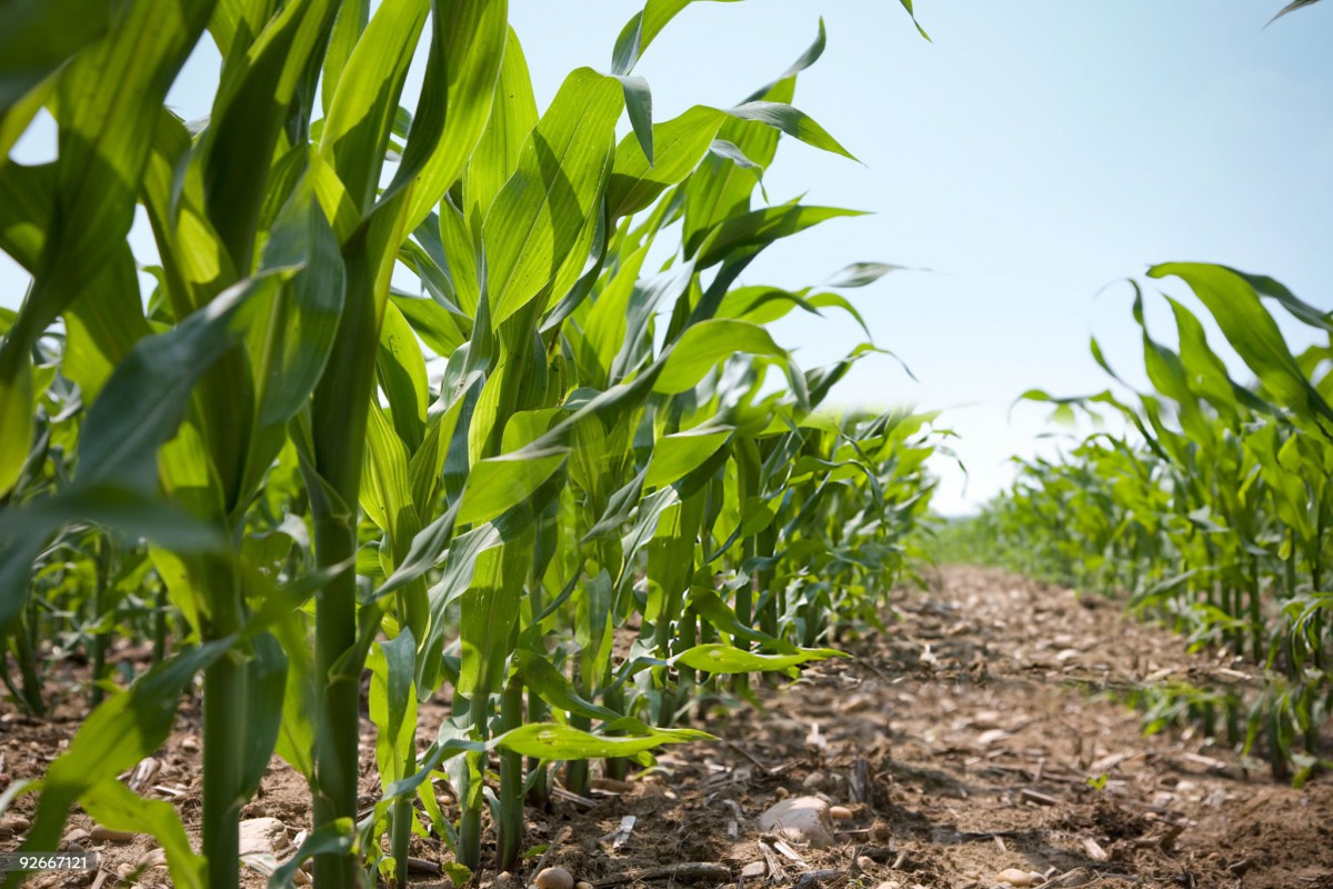Import and Export of Powdered and Raw Sugar